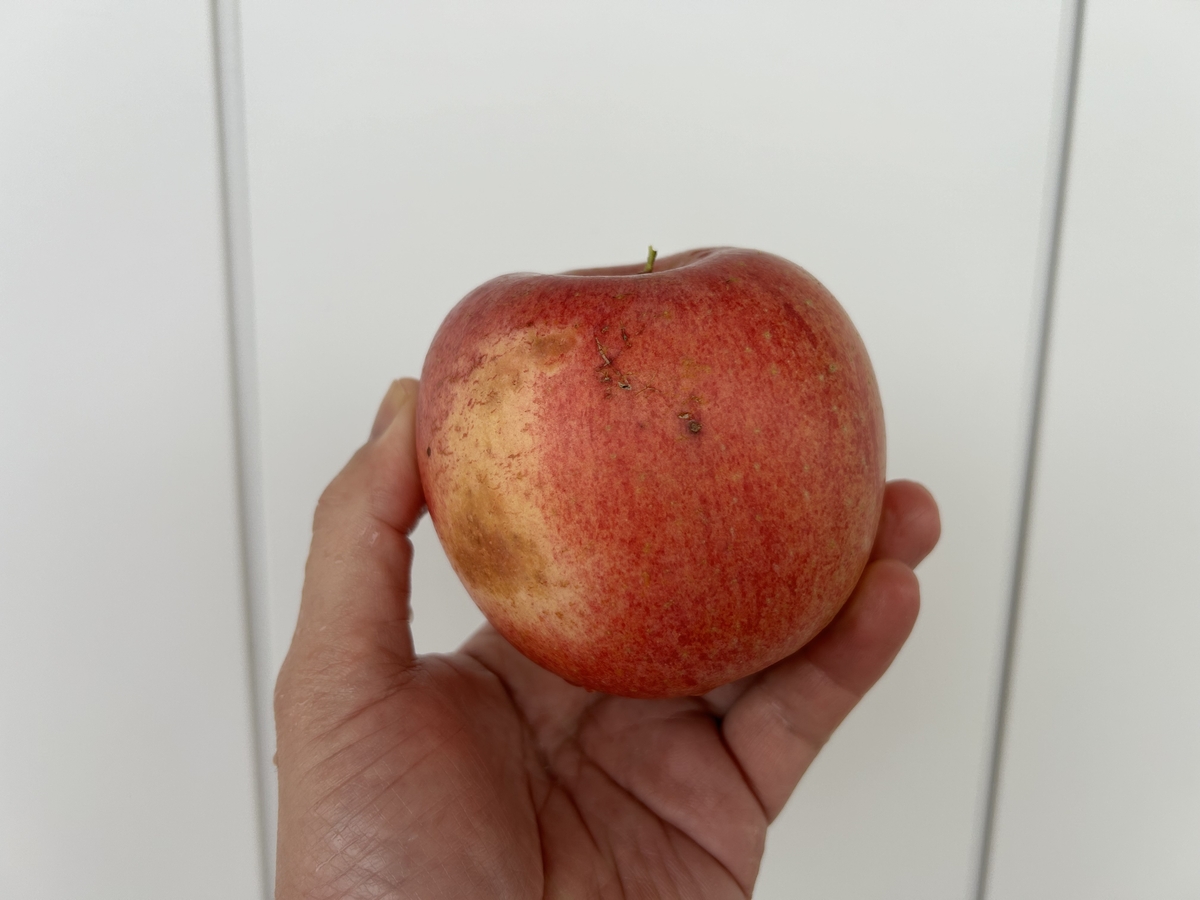 WR-1 ワケありりんご 約4kg | 王将果樹園